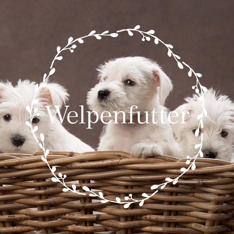 Welpenfutter für Hunde ab der 8ten Woche